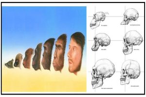 تکامل داروین توسط ماده یا شعور مطلق؟